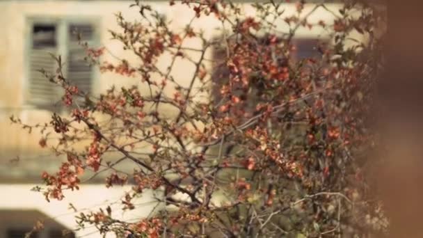 Árbol Floración Seca Frente Del Antiguo Edificio Decrépido Cambio Enfoque — Vídeos de Stock