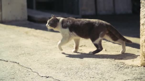 Бродяча Вулична Кішка Біжить Дорозі — стокове відео