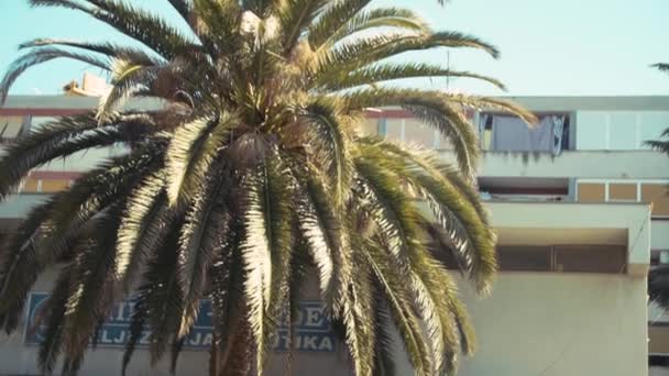 Phoenix Palm Tree Blue Car Slow Motion — Stock Video