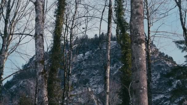 Predatory Bird Gliding Swiss Alps Forest Foot Mountain — Stock Video