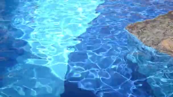 Hayvanat Bahçesi Havuzunda Altında Yüzmek — Stok video