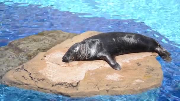 Sea Lion Zonnebaden Een Rots Dierentuin — Stockvideo