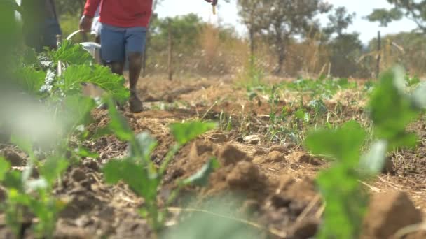 Jovem Criança Africana Carregando Água Através Jardim Zimbábue Câmera Lenta — Vídeo de Stock