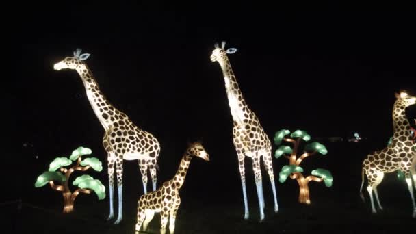 Een Verbazingwekkende Scène Met Een Groep Giraffen Een Bos Wilde — Stockvideo