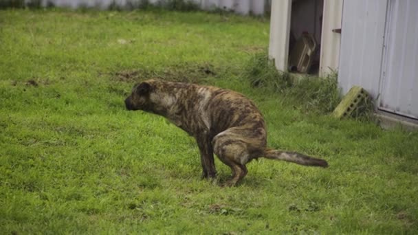 Dog Pooping Backyard — стоковое видео