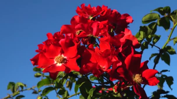 Rosas Vermelhas Selvagens Com Céu Azul Câmera Lenta — Vídeo de Stock