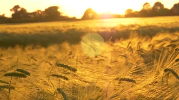 大麦の畑で黄金の時間のショット — ストック動画