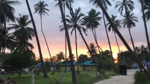 Tropiska Palmer Promenad Ner Till Stranden — Stockvideo