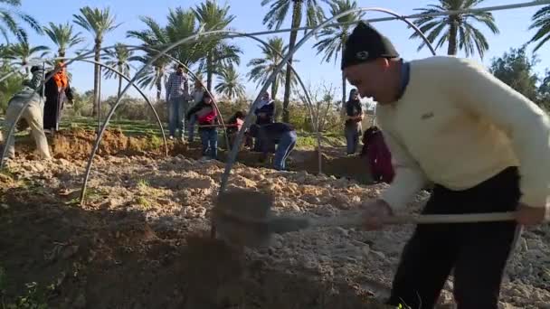 Tunisisk Bonde Arbetar Chenini Oasis Tunisien — Stockvideo