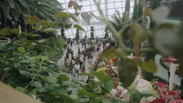 Tłum Turystów Zwiedzających Ogrody Nad Zatoką Eksponat Begonia Brilliance Kwiatowy — Wideo stockowe