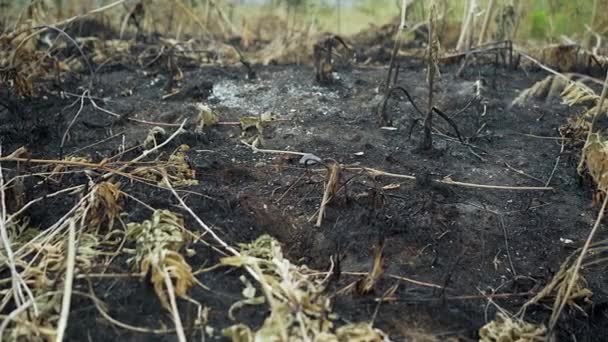 发黑的地面对Gorse火灾的破坏 — 图库视频影像