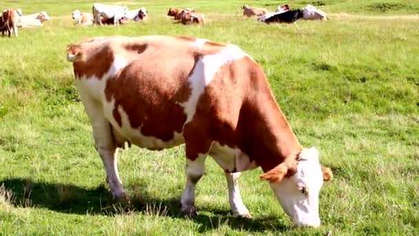 Αγελάδα Που Τρώει Χόρτο Ένα Λιβάδι — Αρχείο Βίντεο
