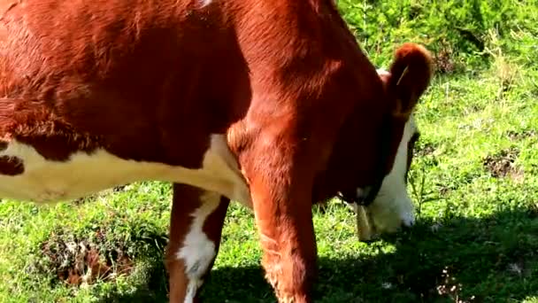 Vaca Comiendo Hierba Pasto — Vídeo de stock