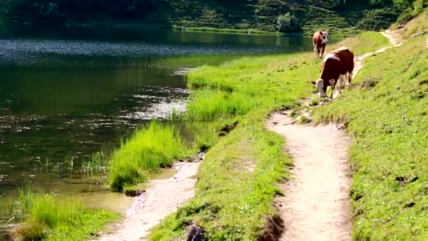 Vacas Caminho Dos Caminhantes — Vídeo de Stock