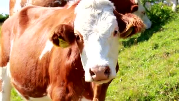 Vaca Comendo Grama Pasto — Vídeo de Stock