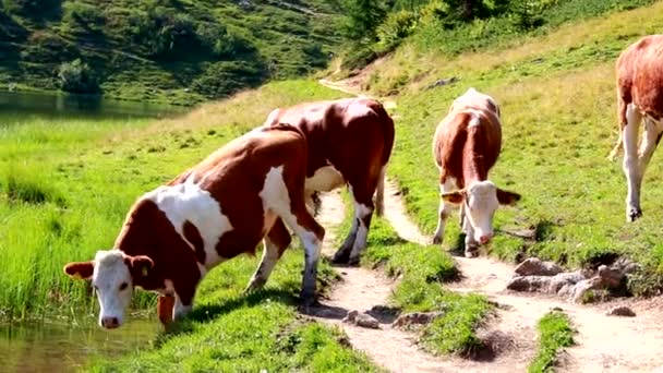 Vacas Caminho Dos Caminhantes — Vídeo de Stock