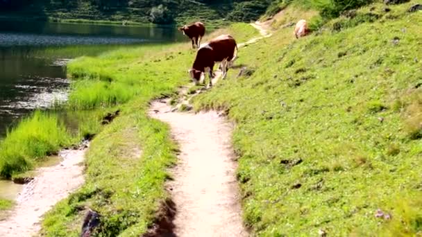 Коровы Пешеходной Тропе — стоковое видео