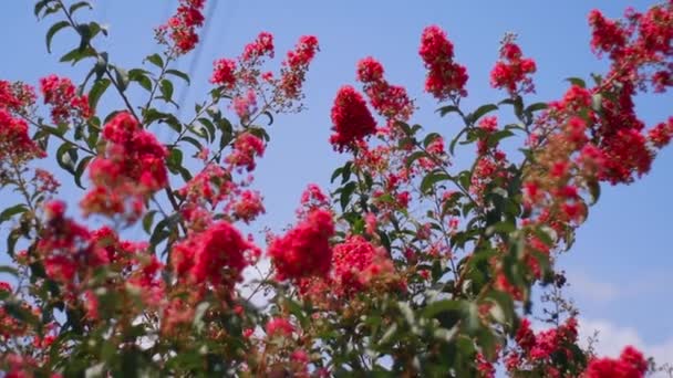 Bild Ett Fint Träd Rosa Blommor Gräset Min Lägenhet Komplex — Stockvideo