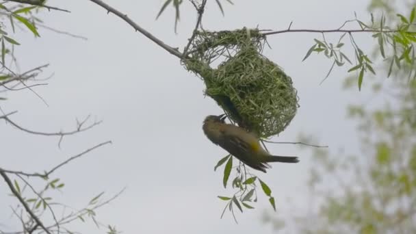 Muž Cape Weaver Pták Pioceus Capensis Mává Křídly Zatímco Visí — Stock video