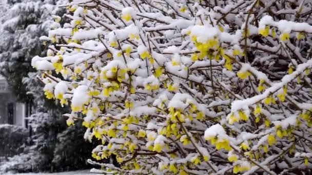 Schneefall Auf Bäumen Und Ein Busch Einem Kalten Wintertag — Stockvideo