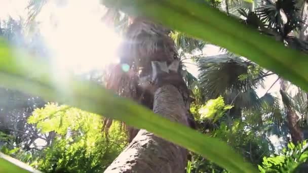 Svepande Skott Lutande Palm Med Ljus Läcker Genom Bladen — Stockvideo