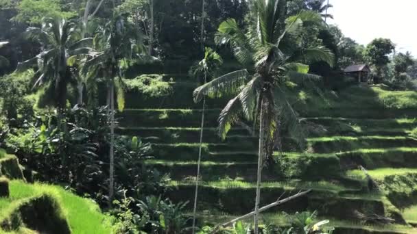 Mais Belos Campos Arroz Bali — Vídeo de Stock