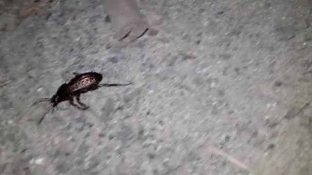 Insecto Corriendo Por Noche — Vídeo de stock