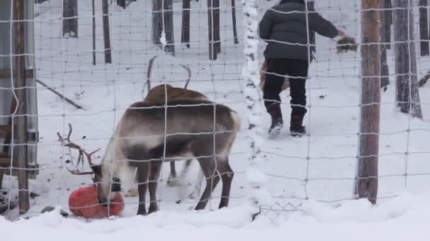 Farmer Feeding Reindeer Snowy Environment Rennes Dans Nord Suède Sur — Video