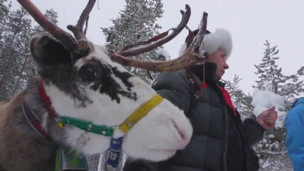 라이노 Sami Reindeer 다음을 가리킨다 대들은 순록을 돌보는 배운다 전통을 — 비디오