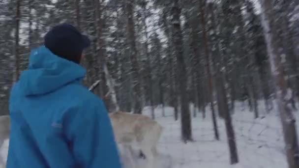 教萨米驯鹿从丈夫到青年 青少年学习如何用拉索逮住驯鹿 传统的传承 — 图库视频影像