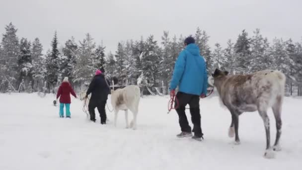 Učení Sami Reindeer Chov Pro Mládež Teenky Učí Jak Chytat — Stock video