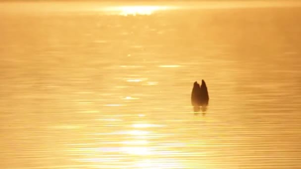 Ein Einsamer Felsen Der Den Spiegelungen Des Sonnenuntergangs Watet Ideal — Stockvideo