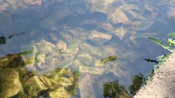 Beira Lago Filmado Numa Tarde Verão Clareza Superficialidade Água Podem — Vídeo de Stock