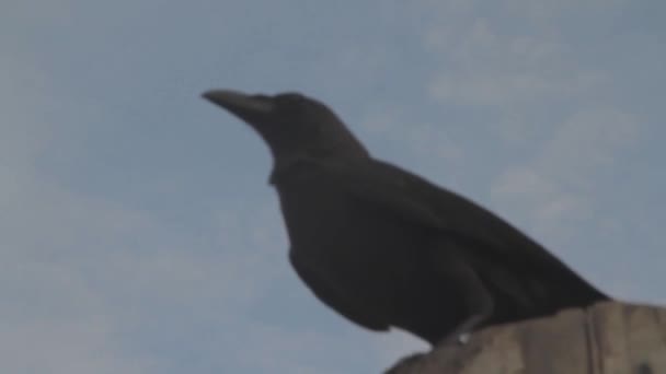 マンダレー橋を飛ぶ黒いカラス — ストック動画