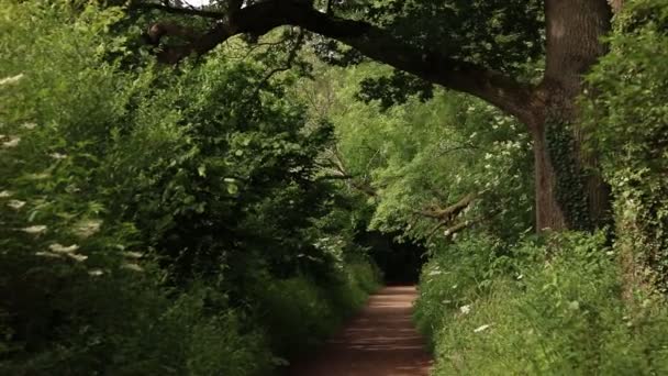 Caminho Floresta Floresta Gladed — Vídeo de Stock