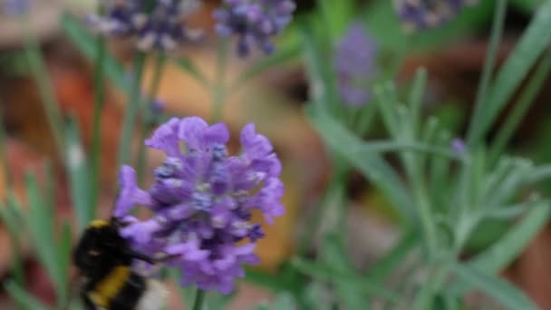 Bumble Abelha Uma Flor Lavanda — Vídeo de Stock