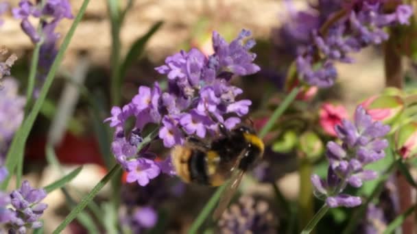 薰衣草花上的大黄蜂 — 图库视频影像