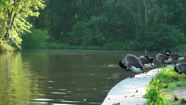 Groep Ganzen Die Zich Voeden Naast Fontein Beek Vijver — Stockvideo