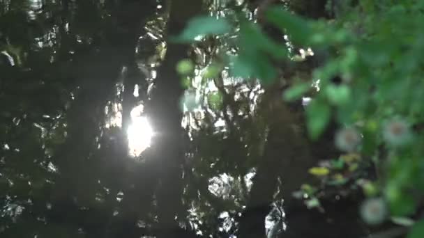 Sun Shining Reflection Water Green Plants Foreground — Stock Video