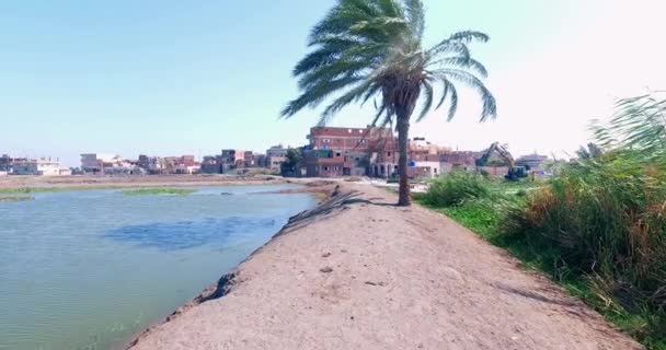 Palmiye Ağacının Önündeki Gölün Yanında Koş — Stok video