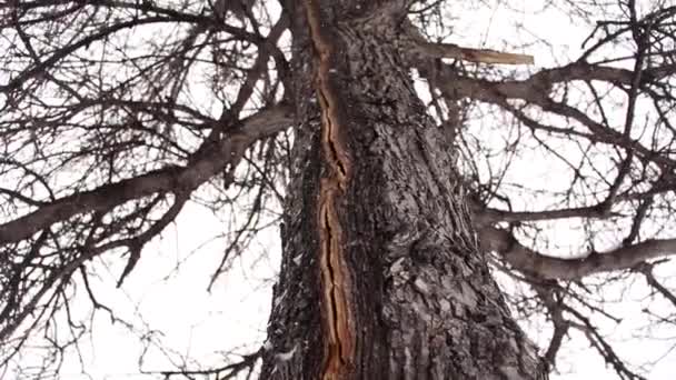 Камера Ползунке Приближающемся Треснувшему Дереву Наклоняющем Камеру Вверх Показать Больше — стоковое видео