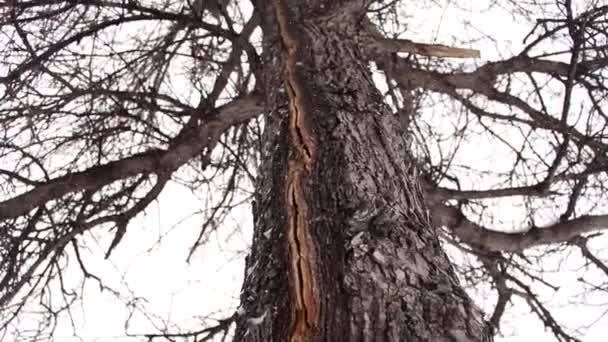 Cámara Control Deslizante Que Aproxima Árbol Agrietado Inclina Cámara Hacia — Vídeo de stock