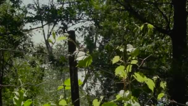 Uccello Seduto Ramo Grande Natura Tiro — Video Stock