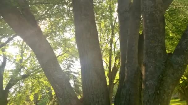 Výstřel Slunečního Světla Jak Třpytí Stromě Krásnou Osvícenou Kvalitou — Stock video