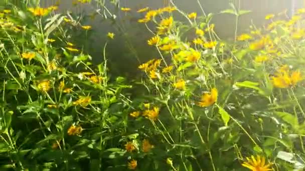 Ceci Est Cliché Latéral Fleurs Jaunes Que Lumière Soleil Réfléchit — Video