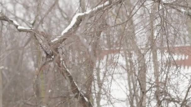 Proste Ujęcie Gałązki Drzewa Wijącej Się Śniegu Przez Zimowy Wiatr — Wideo stockowe