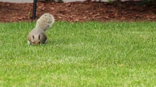 Ardilla Comiendo Algo Comida Mientras Está Sentada Hierba Cámara Movimiento — Vídeos de Stock