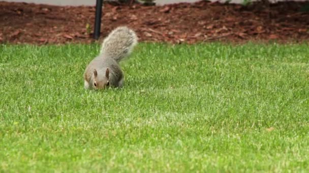 Écureuil Manger Nourriture Tout Étant Assis Dans Herbe — Video