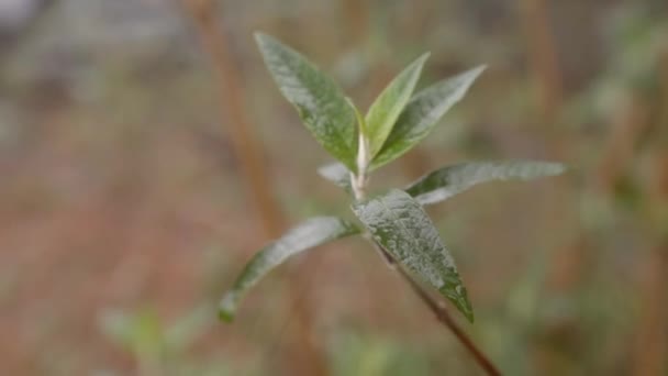 Regen Druipt Een Plant Regendruppels Bladeren Slomotion — Stockvideo