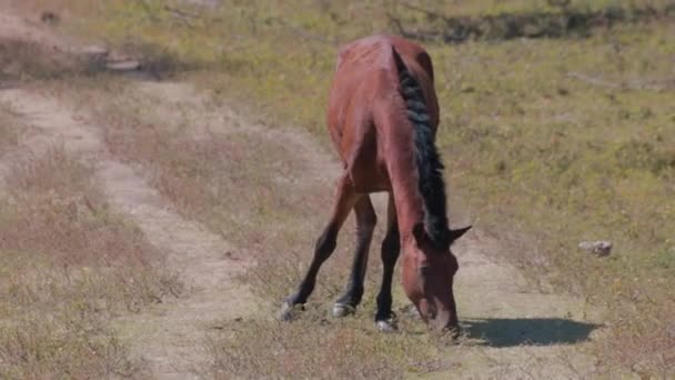 Hermoso Caballo Comiendo — Vídeo de stock